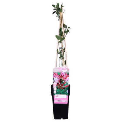 Wald Geißblatt - Lonicera periclymenum 'Serotina' - Ø15cm - ↕65cm 