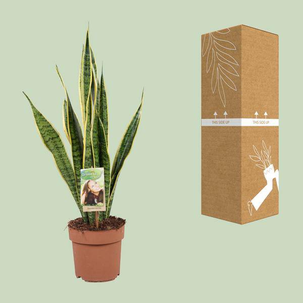 Bogenhanf - Sansevieria Trifasciata Laurentii - Zimmerpflanze - Ø17cm - ↕60cm 
