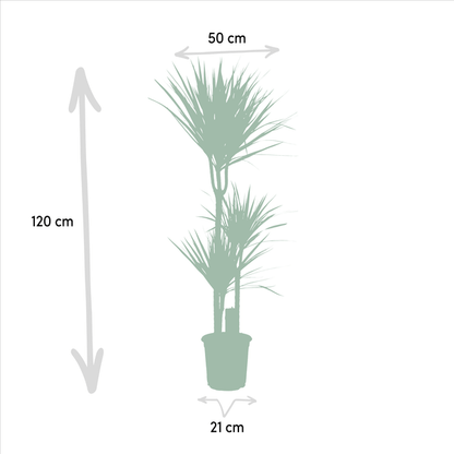 Drachenbaum Dracaena Marginata – Zimmerpflanze – Ø21cm x ↕120cm – Tropische Grünpflanze mit luftreinigender Wirkung – Pflegeleicht – Ideal für Wohnzimmer & Büro 
