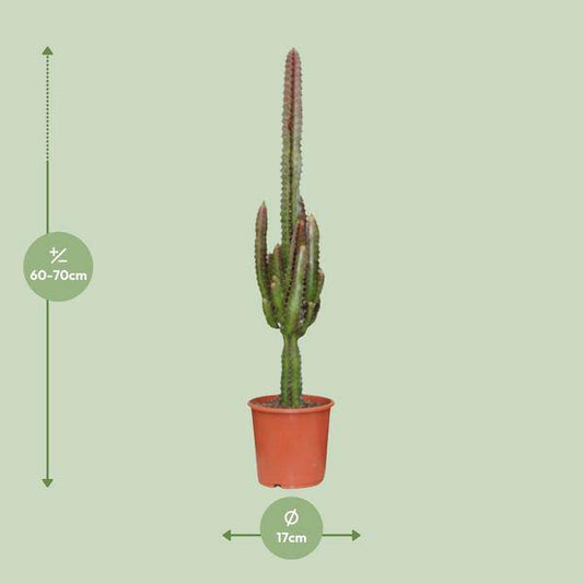 Dreikantige Wolfsmilch - Euphorbia Trigona Rubra - Zimmerpflanze - Ø17cm - ↕70cm 