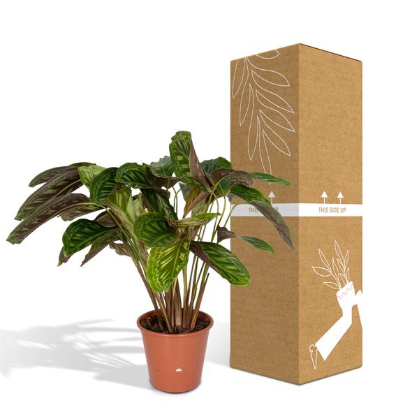 Calathea Flamestar - Pfauenpflanze - Ø19cm - ↕75cm 