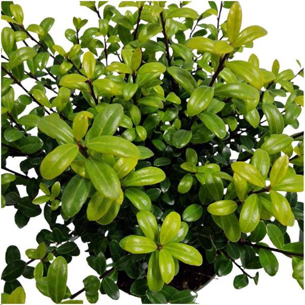 Stechpalmenhecke - Ilex crenata 'Jenny'® - Set mit 6 winterharten Pflanzen - 1 Meter - Immergrüne Hecke 