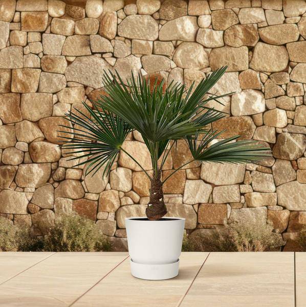 Hanfpalme – Trachycarpus 100cm – Ø21cm – Immergrüne Palme mit fächerförmigen Blättern – Exotische Kübelpflanze für Garten, Terrasse, Wintergarten & Wohnzimmer – Pflegeleicht 