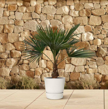 Hanfpalme – Trachycarpus 100cm – Ø21cm – Immergrüne Palme mit fächerförmigen Blättern – Exotische Kübelpflanze für Garten, Terrasse, Wintergarten & Wohnzimmer – Pflegeleicht 