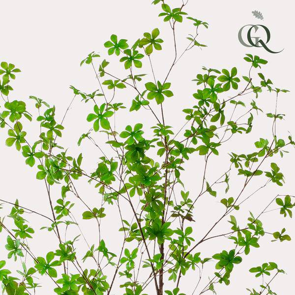 Kunstpflanze Tropaeolum speciosum – Ostindische Kirsche – 210 cm – Realistischer Kunstbaum – Pflegefrei – Für Büro, Wohnzimmer & Wintergarten – Dekobaum mit Natur-Look 