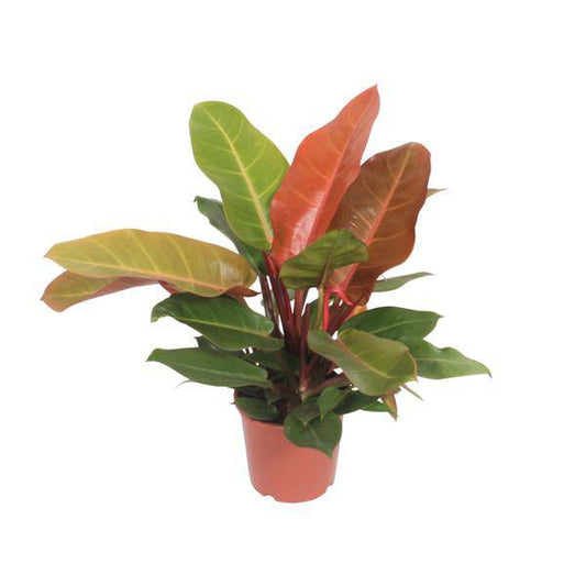 Baumfreund - Philodendron Prinz von Orange -Zimmerpflanze - Ø17cm - ↕45cm 