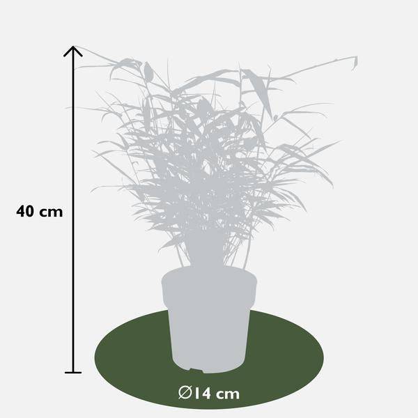 Schirmbambus Fargesia rufa – 4 Pflanzen – ca. 40cm hoch Ø14cm – Kompakter, horstbildender Bambus – Ansicht 12