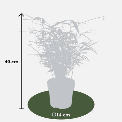 Schirmbambus Fargesia rufa – 4 Pflanzen – ca. 40cm hoch Ø14cm – Kompakter, horstbildender Bambus – Ansicht 12