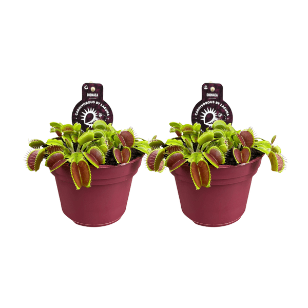 Dionaea Muscipula – Venusfliegenfalle – fleischfressende Zimmerpflanze – Ø12cm – Höhe ca. 12cm – 2 Pflanzen 