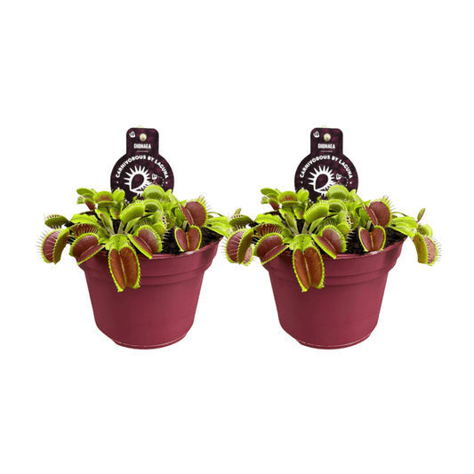 Dionaea Muscipula – Venusfliegenfalle – fleischfressende Zimmerpflanze – Ø12cm – Höhe ca. 12cm – 2 Pflanzen 