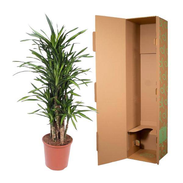 Drachenbaum - Dracaena Riki - Zimmerpflanze - 140cm - ø30cm 