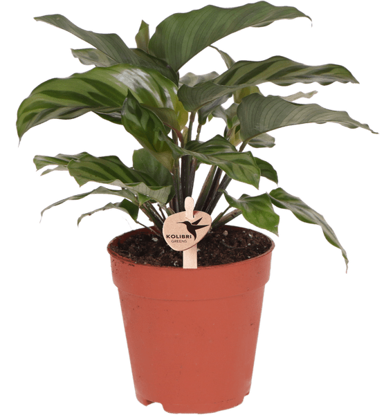 Korbmarante - Calathea - Zimmerpflanze - Ø9cm 