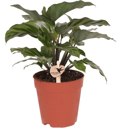 Korbmarante - Calathea - Zimmerpflanze - Ø9cm 