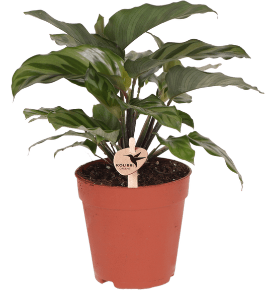Korbmarante - Calathea - Zimmerpflanze - Ø9cm 