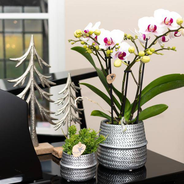 Weiße Phalaenopsis Gent-Orchidee im silbernen Groove-Dekotopf – Ø12cm – Blühende Zimmerpflanze – 2–3 Zweige – Elegante Orchidee mit Ziertopf 