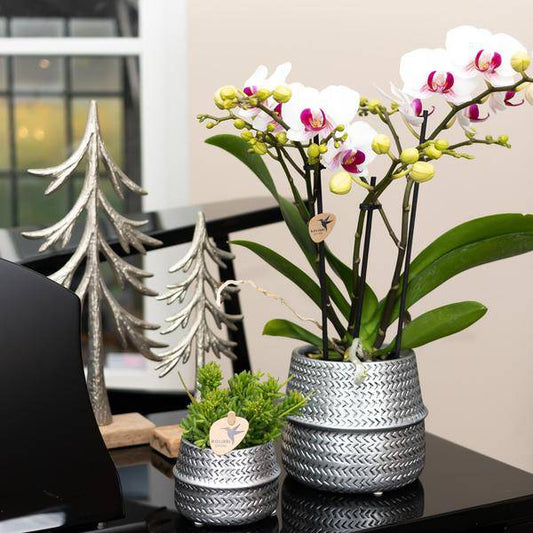 Weiße Phalaenopsis Gent-Orchidee im silbernen Groove-Dekotopf – Ø12cm – Blühende Zimmerpflanze – 2–3 Zweige – Elegante Orchidee mit Ziertopf 