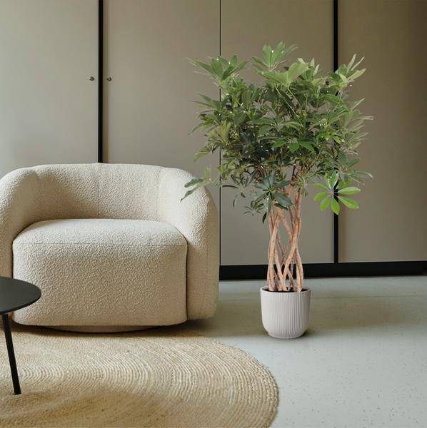 Strahlenaralie – Schefflera Arboricola Compacta – Zimmerpflanze – 140cm – Ø30cm – dekorative Indoor-Pflanze mit geflochtenem Stamm und glänzend grünen Blättern 