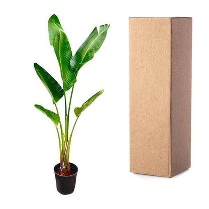 Baum-Strelitzie – Strelitzia Augusta – Zimmerpflanze – 210cm – Ø30cm – Weißer Paradiesvogel mit großen Blättern für Wohnzimmer und Büro 