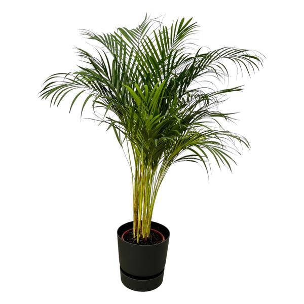 Areca Palme – Betelpalme – Zimmerpflanze ca. 130cm – ø24cm – inkl. Pflanzgefäß Greenville Schwarz D30xH28 – Tropische Zimmerpalme für Wohnzimmer, Büro & Wintergarten 