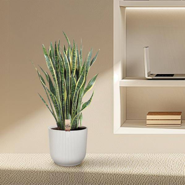 Bogenhanf – Sansevieria Laurentii – Zimmerpflanze 100cm – Ø35cm – Pflegeleichte Grünpflanze mit gelbem Rand – Luftreinigende Schlangenpflanze für Wohnzimmer, Büro & Schlafzimmer 