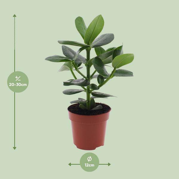 Clusia rosea Princess – Balsamapfel – Ø12cm – ↕15cm – Dekorative Zimmerpflanze mit glänzenden Blättern – Pflegeleicht & luftreinigend – Autogrammbaum 