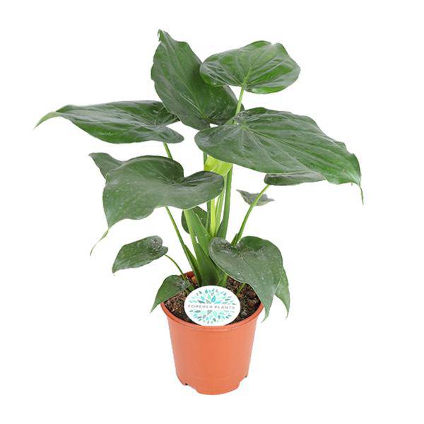 Elefantenohr - Alocasia Cucullata - Zimmerpflanze - Ø21cm - ↕80cm 