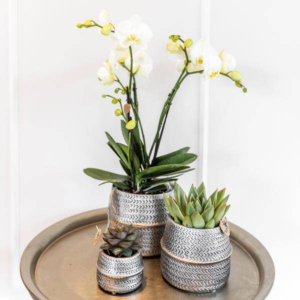 Blumentopf Rille – Gold – Ø9cm – Keramik-Ziertopf mit Rillenstruktur – Mattes Finish – Dekorativer Übertopf für Zimmerpflanzen 