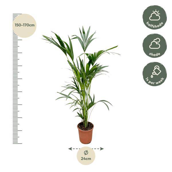 Kentia-Palme – Howea forsteriana – Zimmerpflanze – 160cm – Ø24cm – elegante Grünpflanze für Wohnzimmer, Büro & Wintergarten – pflegeleichte Palme 