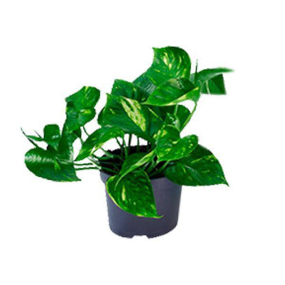 Efeutute – Epipremnum aureum – Ø12cm x H20cm – Schnelle & pflegeleichte Zimmerpflanze – Kletter- oder Hängepflanze – Luftreinigend – Im Pflanztopf – Direkt aus der Gärtnerei 