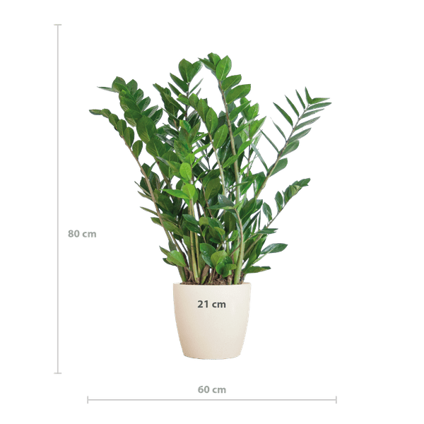 Zamioculcas Zamiifolia Glücksfeder – robuste Zimmerpflanze ↕80cm Ø21cm – pflegeleichte Smaragdpalme im nachhaltigen Viber Topf Weiß 