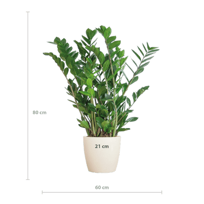 Zamioculcas Zamiifolia Glücksfeder – robuste Zimmerpflanze ↕80cm Ø21cm – pflegeleichte Smaragdpalme im nachhaltigen Viber Topf Weiß 