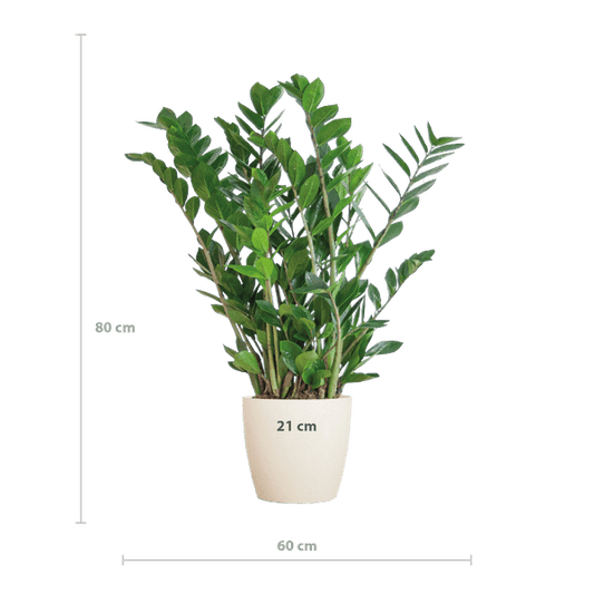 Zamioculcas Zamiifolia Glücksfeder – robuste Zimmerpflanze ↕80cm Ø21cm – pflegeleichte Smaragdpalme im nachhaltigen Viber Topf Weiß 