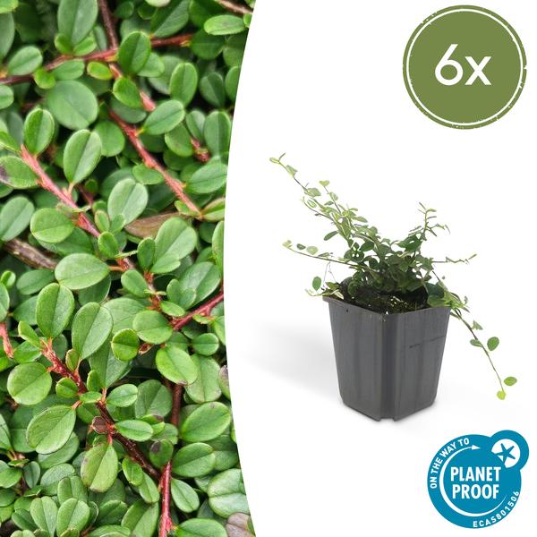 Zwergmispel Cotoneaster pro 'Streib’s Findling' – 6 Pflanzen – ↕10-25cm – Ø9cm – Bodendecker mit Blüten & Beeren – Pflegeleicht & sonnig/schattig 