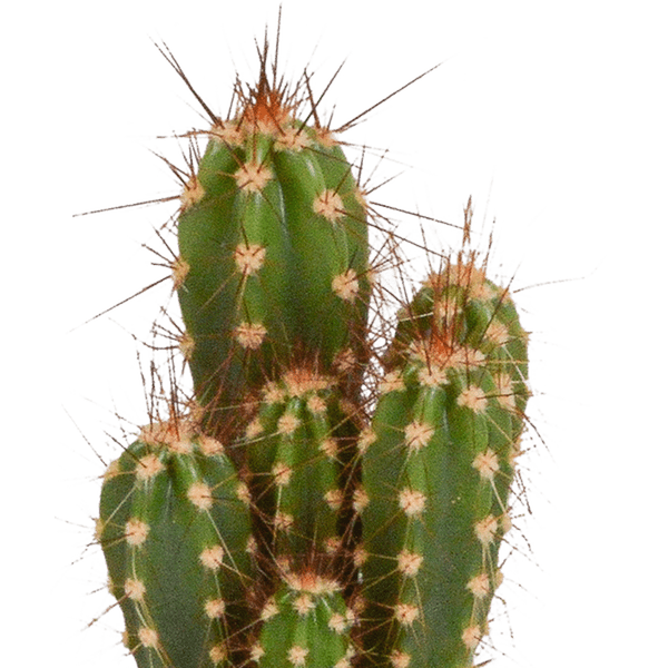 Kakteen - Mix - 5,5 cm - 5 Stück - Zimmerpflanze - im Topf 