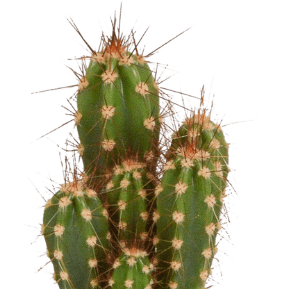 Kakteen - Mix - 5,5 cm - 5 Stück - Zimmerpflanze - im Topf 