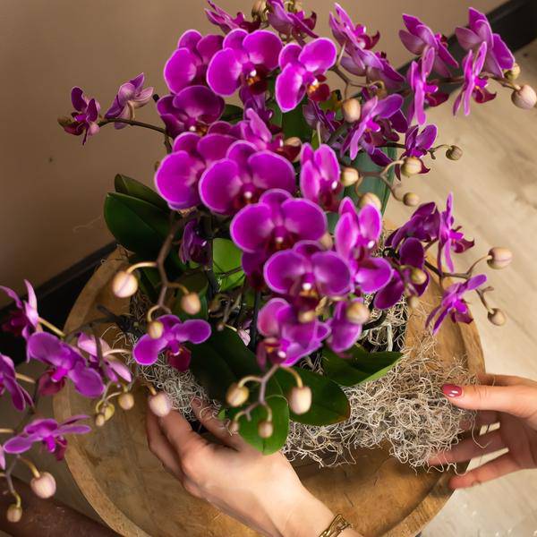 Phalaenopsis Orchidee Lilac Morelia – Zimmerpflanze – Ø9cm – Fliederfarbene Blütenpracht 