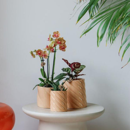 Candy Blumentopf Pfirsich Ø9cm – Dekorativer Keramiktopf in moderner runder Form – Pflanzentopf für Orchideen, Sukkulenten & Grünpflanzen – Stilvolle Blumendeko für Wohnzimmer, Küche & Büro 