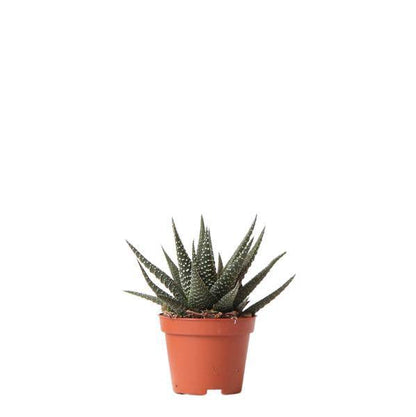 Sukkulente Haworthia Royal Highness – Grüne Zimmerpflanze – Ø6cm – Pflegeleichte Grünpflanze – Stilvolle Dekoration für Zuhause 