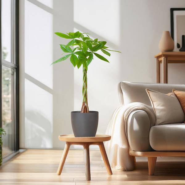 Pachira Aquatica 80cm – Glückskastanie Geldbaum Zimmerpflanze Ø21cm – pflegeleichte Pflanze mit geflochtenem Stamm im nachhaltigen Viber Grau Topf – dekorative luftreinigende Zimmerpflanze 