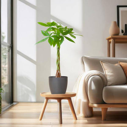 Pachira Aquatica 80cm – Glückskastanie Geldbaum Zimmerpflanze Ø21cm – pflegeleichte Pflanze mit geflochtenem Stamm im nachhaltigen Viber Grau Topf – dekorative luftreinigende Zimmerpflanze 