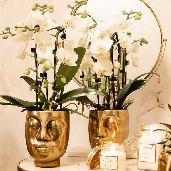 Weiße Phalaenopsis-Orchidee Niagara Fall – Ø9cm – Blühende Zimmerpflanze – Luxuriöse, langlebige weiße Blüten – 35-40cm hoch 