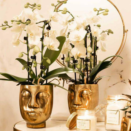 Weiße Phalaenopsis-Orchidee Niagara Fall – Ø9cm – Blühende Zimmerpflanze – Luxuriöse, langlebige weiße Blüten – 35-40cm hoch 