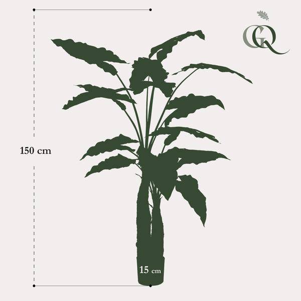Kunstpflanze - Alocasia - 150 cm 