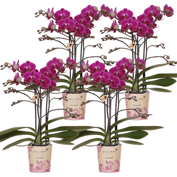 Phalaenopsis Orchideen Morelia Lila – 4 Orchideen – Zimmerpflanze Ø9cm – Orchideen mit 2-3 Blütenstielen – exotische Blütenpracht für Zuhause & Büro 