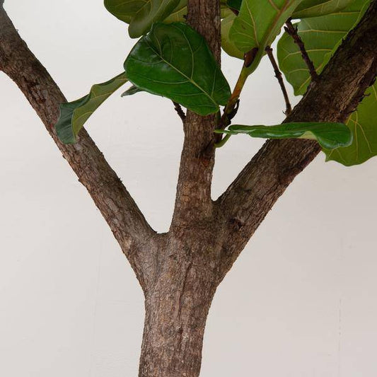 Geigen-Feige – Ficus Lyrata XXL – Zimmerpflanze 300cm – Ø55cm – Exklusive Designpflanze mit großen geigenförmigen Blättern – Tropische XXL-Kübelpflanze für Wohnzimmer, Büro & Wintergarten 