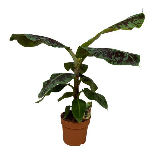Bananenpflanze Musa – tropische Zimmerpflanze – Höhe ca. 80cm – Ø21cm – dekorative Pflanze mit großen grünen Blättern für Wohnzimmer, Büro & Balkon 
