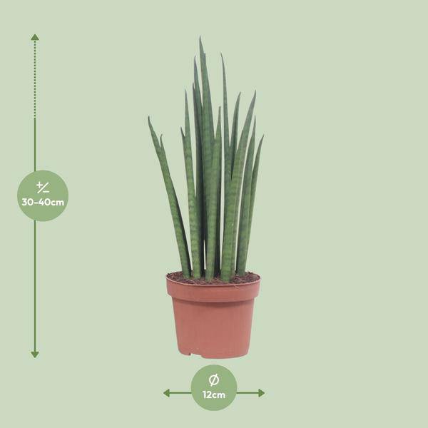 Bogenhanf - Sansevieria Mikado - Zimmerpflanze - Ø12cm - ↕40cm 