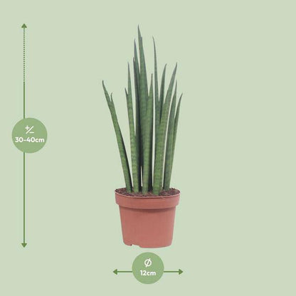 Bogenhanf - Sansevieria Mikado - Zimmerpflanze - Ø12cm - ↕40cm 