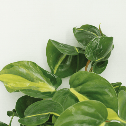 Baumfreund - Philodendron Scandens Brasil - Zimmerpflanze - Ø12cm - ↕15cm - 4 Stück 