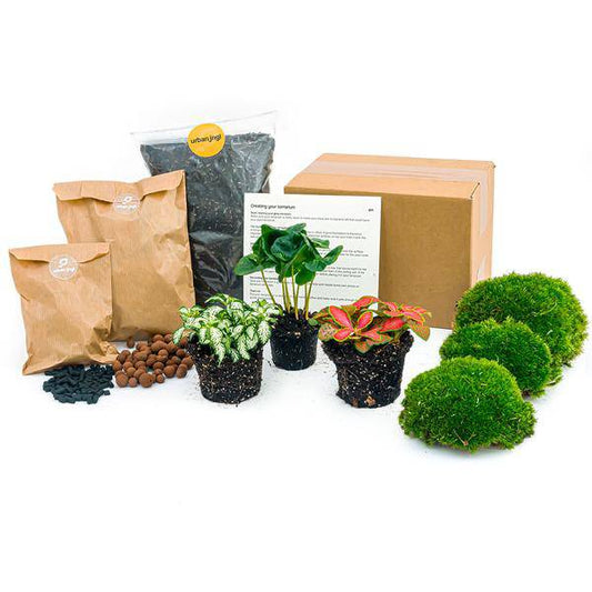 Flaschengarten Starterset Coffea Arabica – Pflanzenterrarium mit Kaffeepflanze, Fittonia Weiß & Rot – Komplettset mit Aktivkohle, Hydrokörnern & Terrarienerde – Schritt-für-Schritt Pflegeplan 